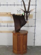 Very Nice/Newer Sable Pedestal Mount TAXIDERMY