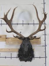 Beautiful Red Stag Art Piece w/Real Removable Stag Antlers, Stag Head has Bronze Appearance