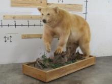 Very Rare Lifesize White Grizzly Bear on Base w/Wheels. Nice Bear w/all claws TAXIDERMY