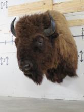 Buffalo/Bison Sh Mt TAXIDERMY
