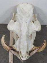 Very Rare Very Nice XXL Giant Forest Hog Skull-Male TAXIDERMY