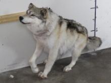 Very Nice Lifesize Female Wolf w/No Base, High Quality Mount TAXIDERMY