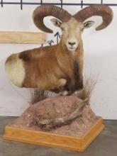 Very Nice Red Sheep Pedestal TAXIDERMY