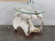 Really Cool Hippo Skull Coffee Table TAXIDERMY