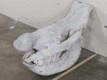 Big Rhino Skull w/All but 1 tooth *TX RES ONLY* TAXIDERMY