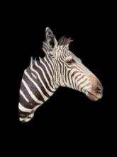 Beautiful, Zebra shoulder mount, 24 inches out from the wall, and 34 inches tall, Great, safari taxi