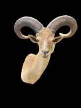 Big, East Caucasian, or Daghestani Tur shoulder mount, BIG horns, 29 & 30 inches long, with 12 inch