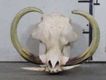 Warthog Skull w/HUGE XXL Reproduction Tusks TAXIDERMY