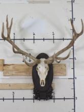 XL Red Stag Skull on Plaque TAXIDERMY