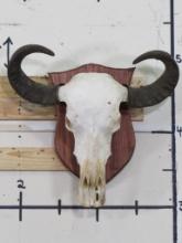 Water Buffalo Skull on Plaque w/Removable Horns TAXIDERMY