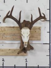 Very Nice 8Pt Whitetail Skull on Nice Natural Wood Wall Pedestal w/All Teeth TAXIDERMY