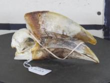 Rarely Seen (Male) White-Thighed Hornbill Bird Skull TAXIDERMY
