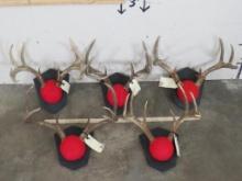 5 Whitetail Racks on Matching Plaques (ONE$) TAXIDERMY