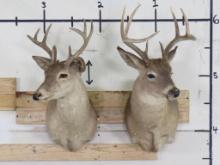 2 8Pt Whitetail Sh Mts (ONE$) TAXIDERMY