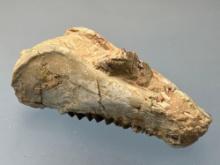 RARE 6 1/2" Long Fossilized Dinosaur Jaw, Skull Impressive Example (#77)