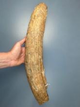 RARE 19 1/4" Mammoth Tusk Section, "Old Siberia", Well-Preserved