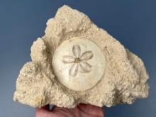 7" Fossilized Sand Dollar, In Matrix
