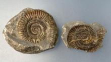 Pair of Pyrite Ammonites, Largest is 3 1/2" Diameter