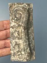 Fossilized Sea Animal, Nice Example, Piece of Cut Stone, 4 1/4"