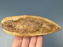 5 1/8" Fish Fossil within Stone