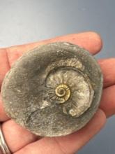 SUPERB 1 1/2" Pyrite Ammonite within Pebble