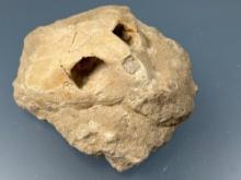 RARE Fossilized Turtle Skull, Minimal Glue Noted to Reinforce Cracks, within Original Matrix, 7 1/2"