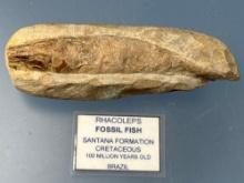 5 1/2" Fish Fossil Found in Brazil