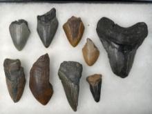 Lot of 9 Megalodon Shark Teeth, Largest is 4 1/2"