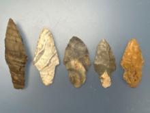 Lot of 5 Adena Related Points, Turkeytails, Found in Tennessee, Longest is 2 7/8",