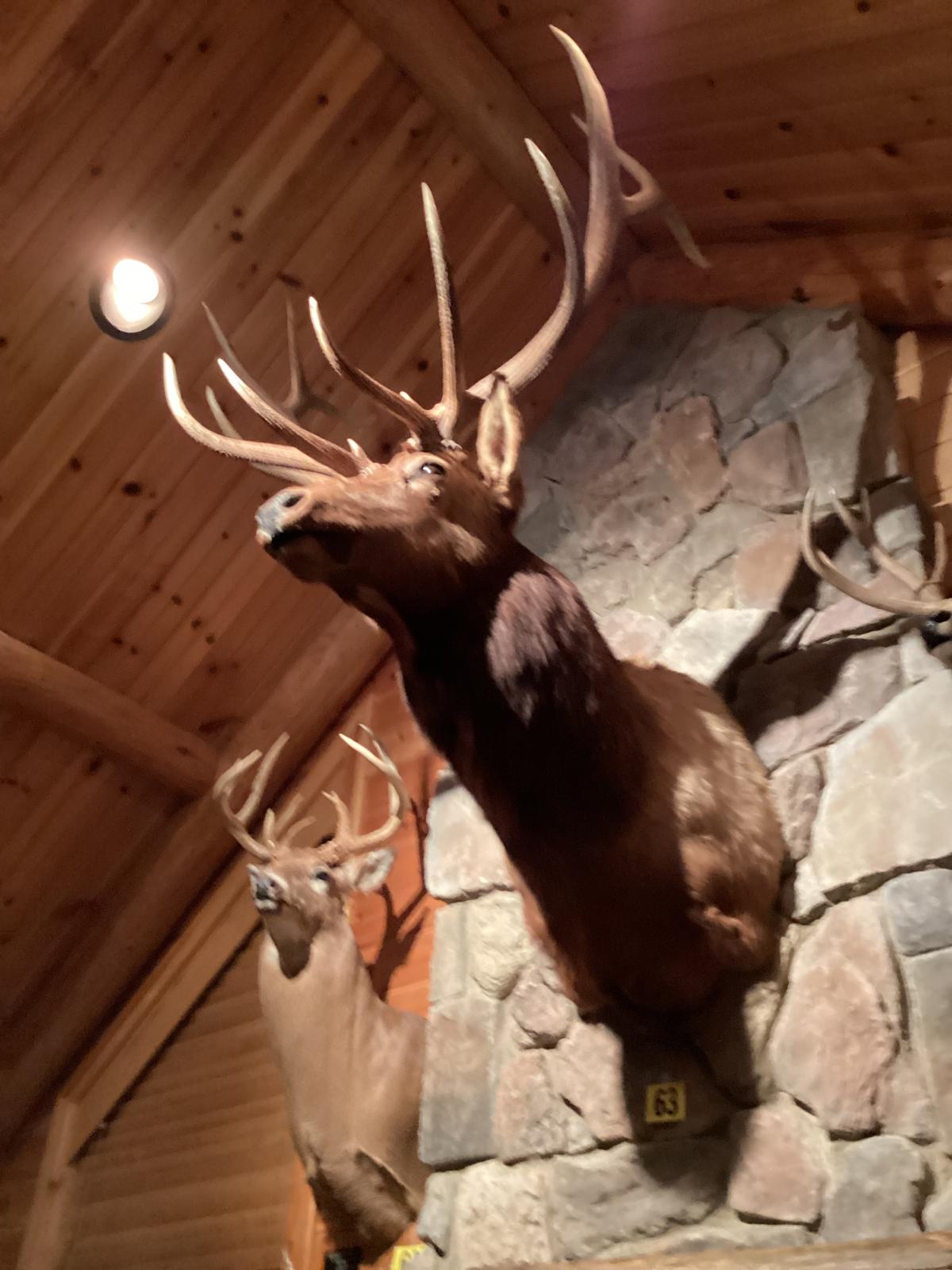 Rocky Mountains Elk