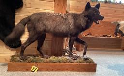 Timber Wolf