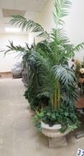 6' Palm Tree in White Urn Planter