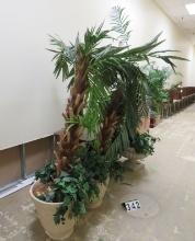 Two Palms in Large Planters (Need Work)