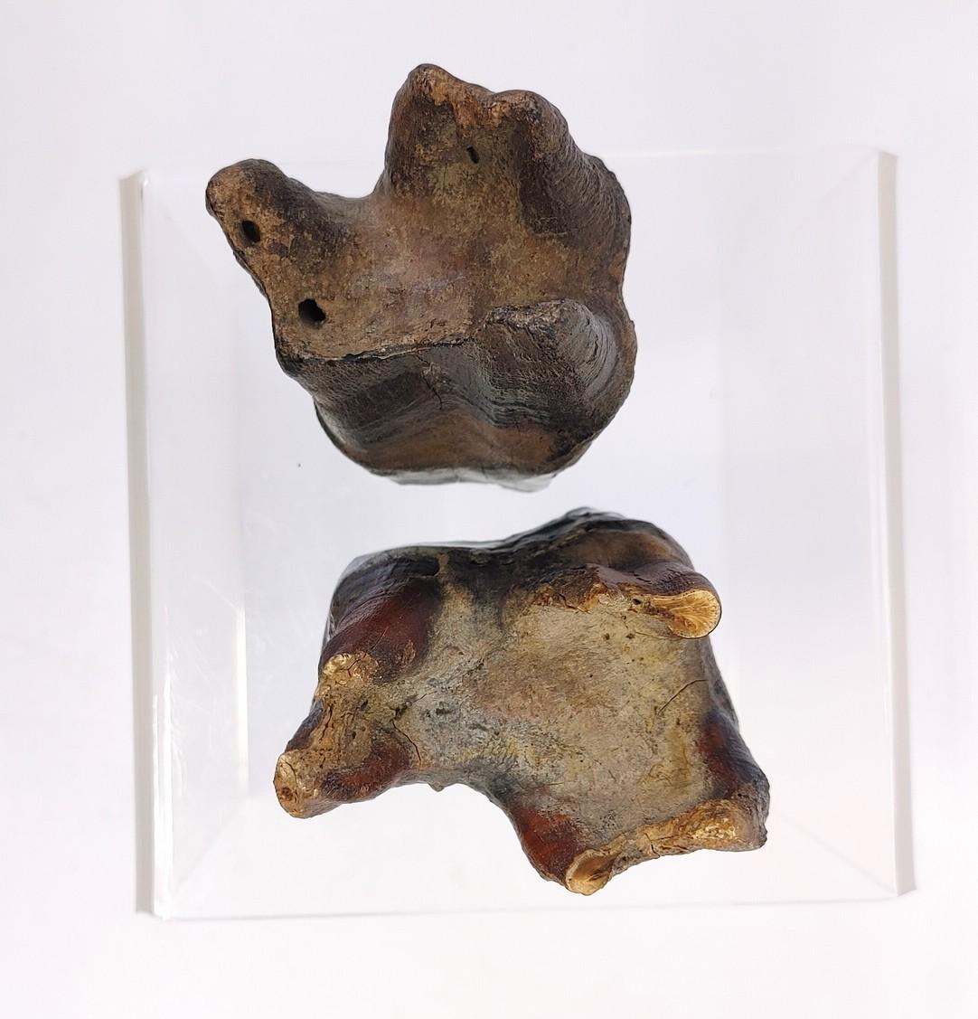 Ice Age Mammal Tooth Pair