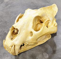 Large African Male Lion Skull Mount