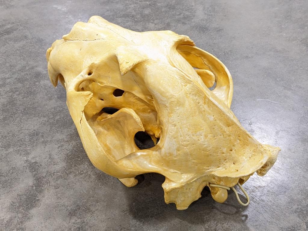 Large African Male Lion Skull Mount