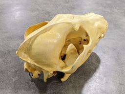 African Wild Dog Skull Mount