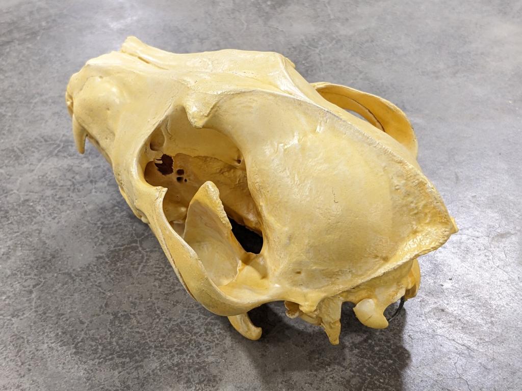 African Wild Dog Skull Mount