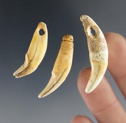 Set of 3 Canine Teeth, All found on the Hocher farm, Pinhook Rd, Dearborn Co., Indiana.