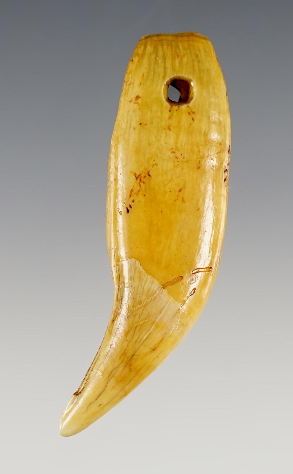2 3/4" Bear Tooth recovered at Genoa Fort in Genoa, New York.