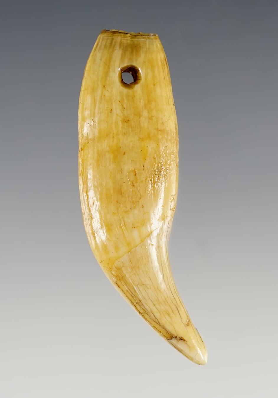 2 3/4" Bear Tooth recovered at Genoa Fort in Genoa, New York.