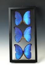 Beautifully framed set of 3 Morpho Didius butterflies. Frame is 15 3/4" x 17 3/4".
