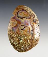 Nicely made 3 11/16" Abalone Shell Pendant that is uniquely drilled in 8 places. Colusa Co., CA.