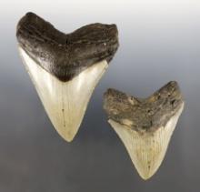 Pair of nice Fossilized Megalodon Sharks Teeth found by Dustin Anderson in Williamston, NC.
