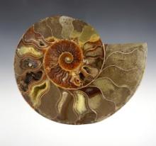 6" polished Ammonite Fossil - Madagascar. Estimated to be between 145 - 65 millions years old.