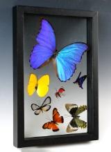 Beautiful 12" by 8" butterfly display frame that includes a beautiful blue Morpho.