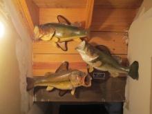Three 1980's Large Mouth Bass Taxidermy Mounts