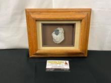 Wooden Framed Trilobite Fossil in Rock Chunk