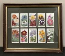 Framed Wills Cigarette Card - Flowers, 11"x9"