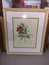 Framed and Double Matted Plate-Phexia (Flower)-NO SHIPPING